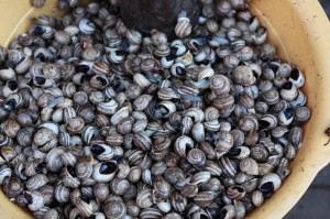 Live snails for sale in the Market in Marrakech