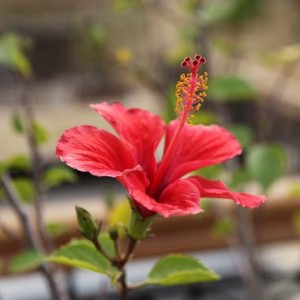 Hibiscus