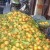 Mandarin Orange Seller Marrakech
